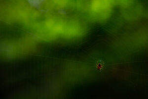 Spider hanging on a web