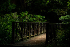 Wooden bridge in the Taiwanese jungle