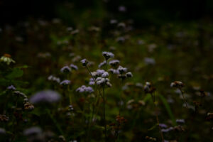Shot of wild flowers