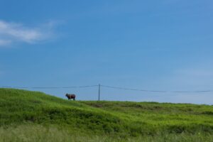 Cow grazing on the background