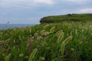 Grasslands in Shomon Island