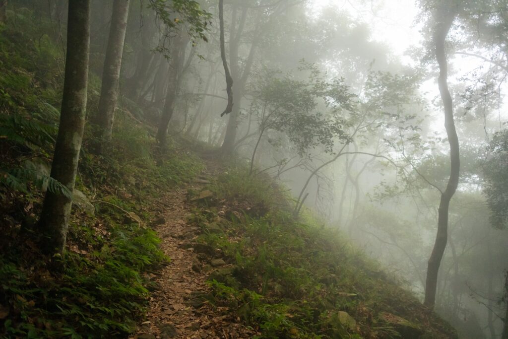 A dirt trail between shadows and mist