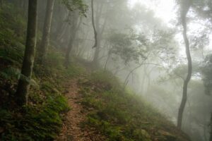 A dirt trail between shadows and mist