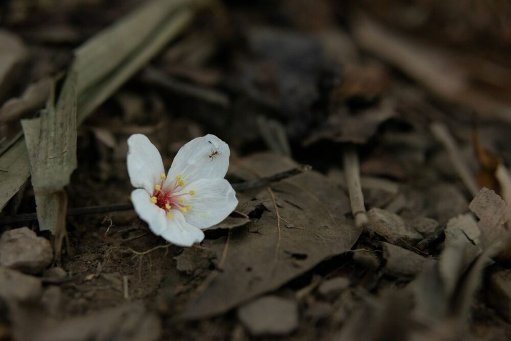 A flower lays next to the trail of Niaozui Mountain