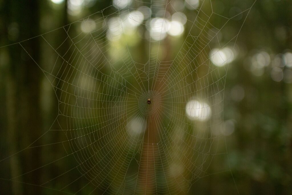 Forest spider in the center of its spider web