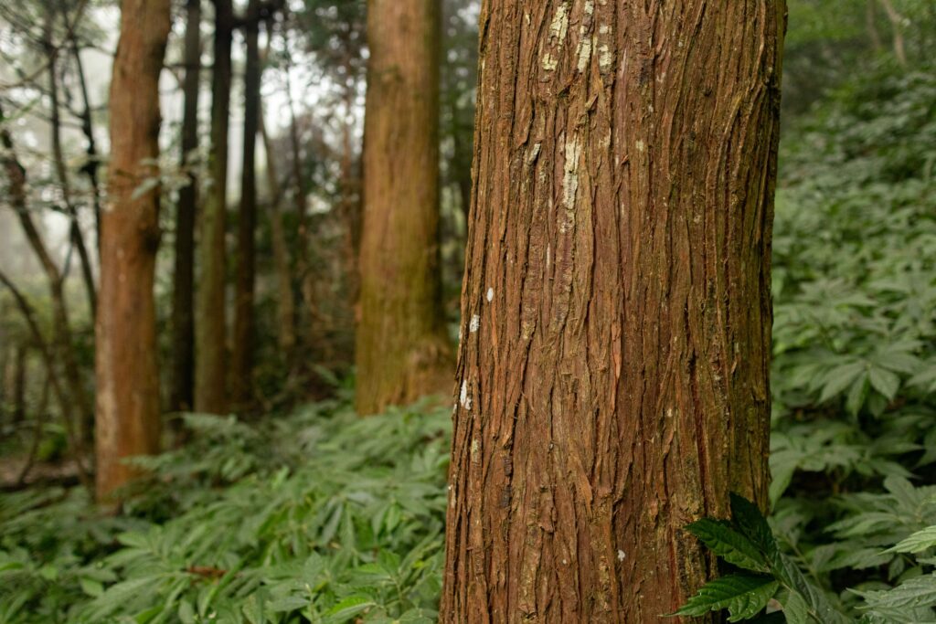 Textures of the tree trunks in Niaozui Mountain