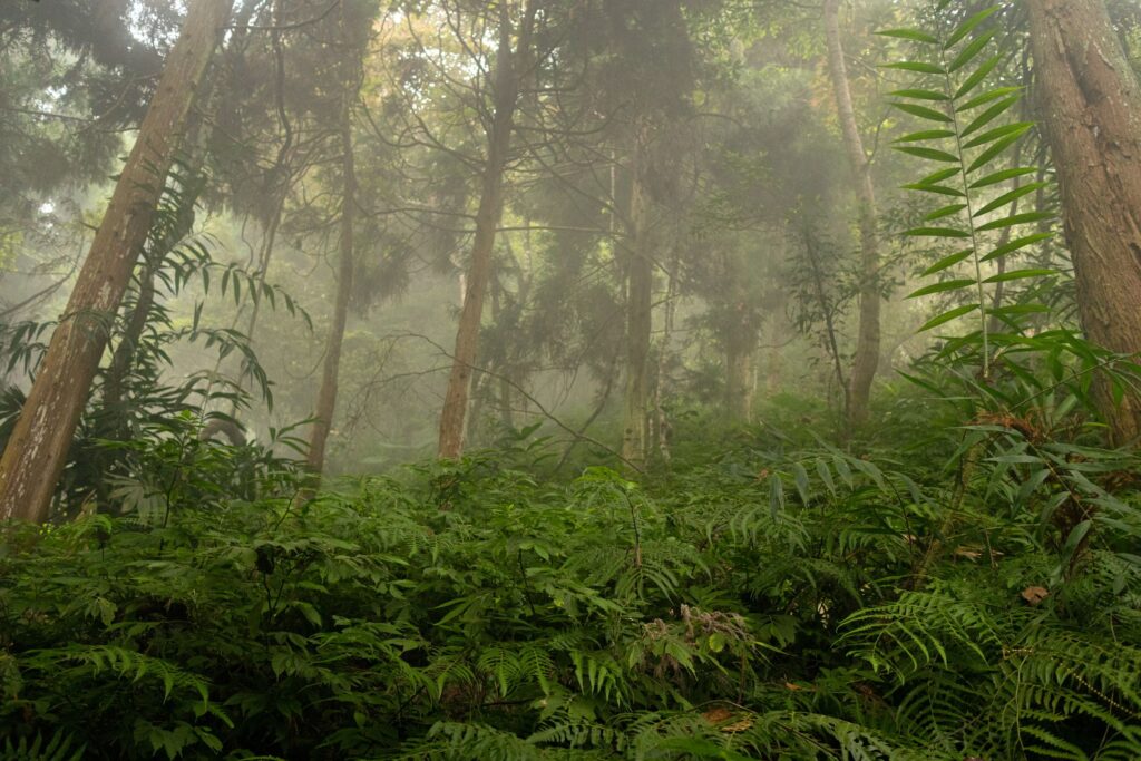 The dense vegetation of the Taiwanese jungle