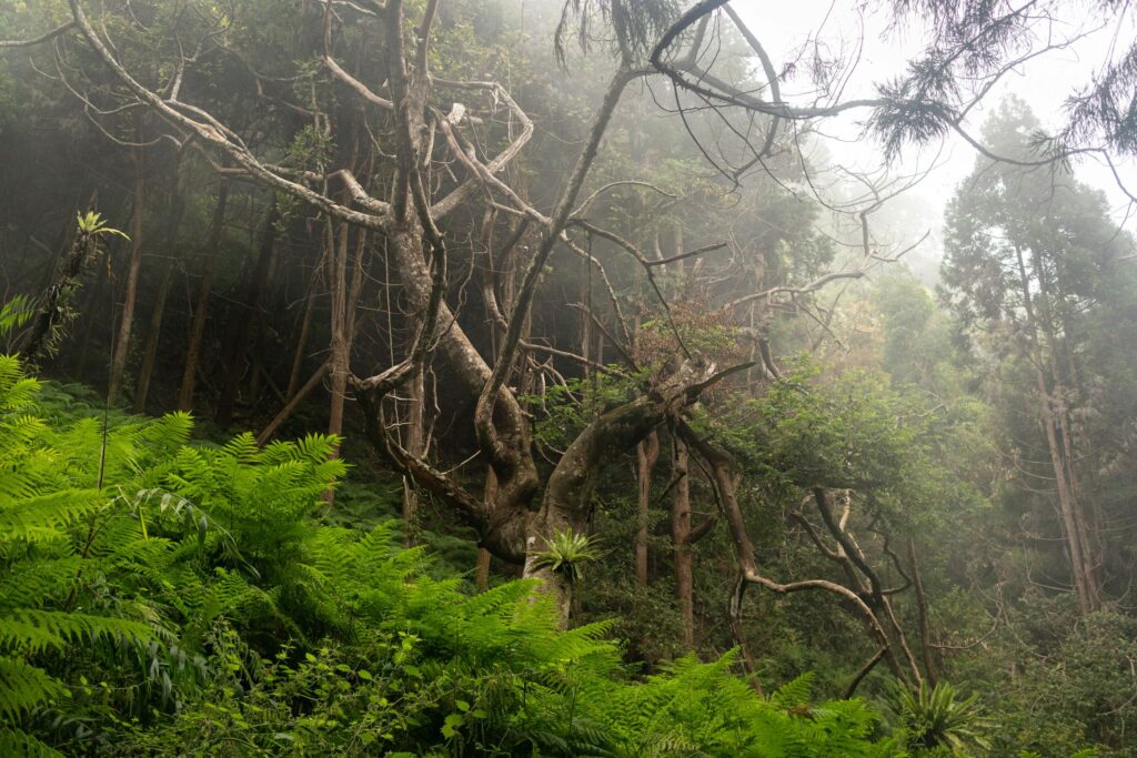 The misty forest of Miaoli, Taiwan