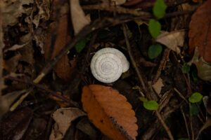 The snail shell stands out from the dark colors of the ground