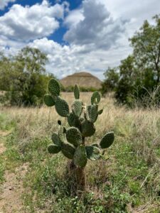 A wild nopal grows near the Teotihuacan ruins complex