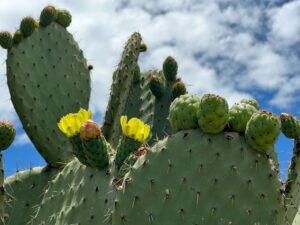 Nopal flourishing with prickly pears in the wilderness