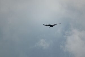 A lesser yellow-headed vulture (Cathartes burrovianus) flying near Cerro Verde National Park