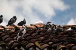 A group of domestic pigeons (Columba Livia Domestica), also known as rock doves, take a rest
