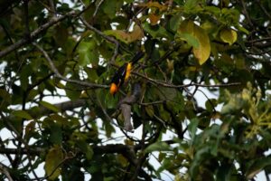 An altamira oriole pecks at the remains of a ripe avocado still hanging from its tree