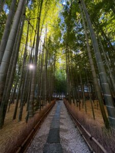 Hokokuji Bamboo Forest