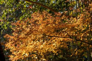 Morning sunlight making its way into the forest