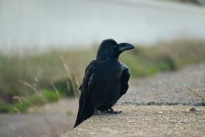 Early morning shot of a crow by the sea