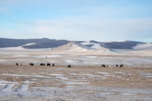 A disperse herd grazes in the plains A disperse herd grazes in the plains
