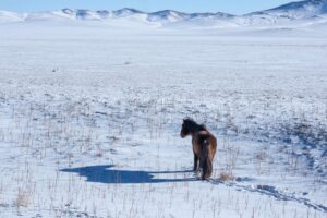 A horse with no name A horse with no name