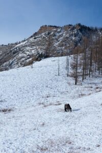 A lonely horse up in the hills A lonely horse up in the hills