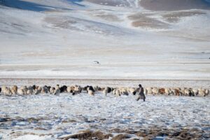 A young shepherd begins his day with a walk around his flock A young shepherd begins his day with a walk around his flock