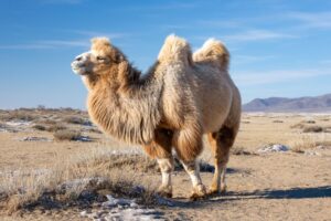 Bactrian camels in winter coats like the other livestock animals we saw before Bactrian camels in winter coats like the other livestock animals we saw before