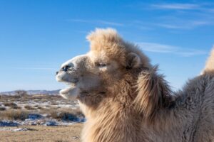 Camels kept chewing grass and I kept shooting photos Camels kept chewing grass and I kept shooting photos