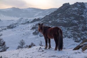 Confirmed. The horse turned out to be a showoff craving for the spotlight Confirmed. The horse turned out to be a showoff craving for the spotlight
