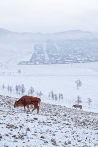 Cows also roam freely in the open air enduring the bitter cold Cows also roam freely in the open air enduring the bitter cold
