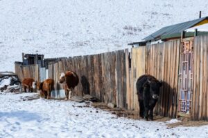 Cows seeking shelter from the morning cold Cows seeking shelter from the morning cold