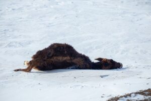 Despite the resilience of these animals, not everyone makes it through the winter Despite the resilience of these animals, not everyone makes it through the winter