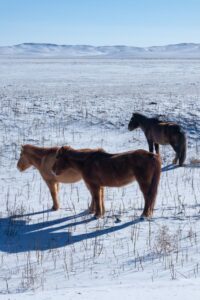 I could only stand a few minutes out of the car but these horses thrive in this environment I could only stand a few minutes out of the car but these horses thrive in this environment