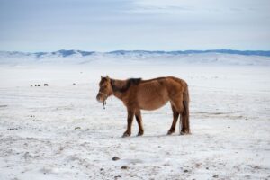I learned that these animals actually have an owner despite their wild look I learned that these animals actually have an owner despite their wild look