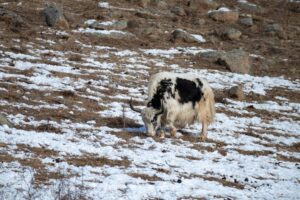 Mongolian yak in the wild Mongolian yak in the wild