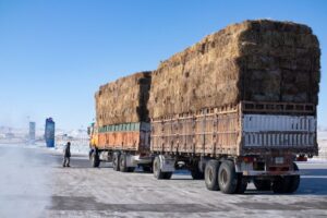 Plenty of hay moving along in cattle country Plenty of hay moving along in cattle country
