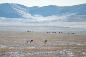 The cattle is set free to roam over vast areas The cattle is set free to roam over vast areas