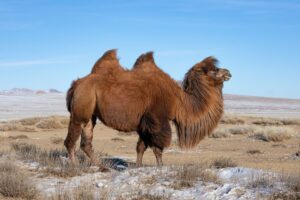 These are large animals with a shoulder height of 200 cm These are large animals with a shoulder height of 200 cm
