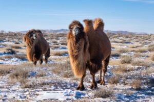 These camels also come in this beautiful reddish fur color These camels also come in this beautiful reddish fur color