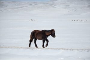 They also say that they have remained mostly unchanged from the times of Chinggis Khaan They also say that they have remained mostly unchanged from the times of Chinggis Khaan