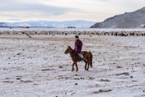This young man herds the sheep while riding a horse This young man herds the sheep while riding a horse