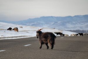 We also encountered a large group of Mongolian cashmere goats crossing the road We also encountered a large group of Mongolian cashmere goats crossing the road